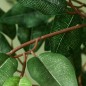 Ficus Artificial Ficus Artificial