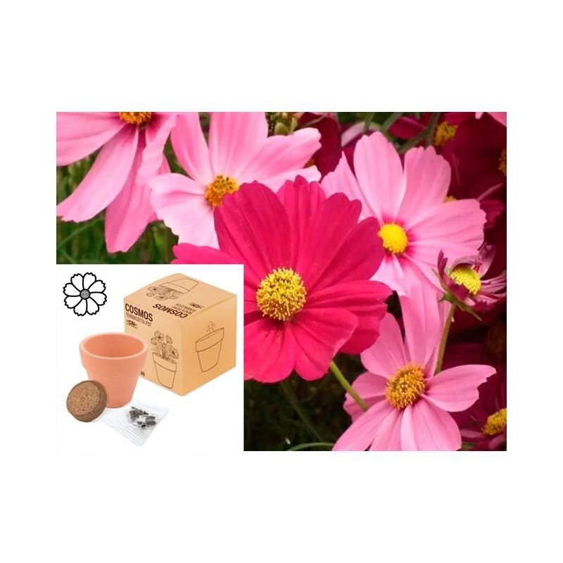 MACETA TERRACOTA CON SEMILLAS DE COSMOS MACETA TERRACOTA CON SEMILLAS DE COSMOS