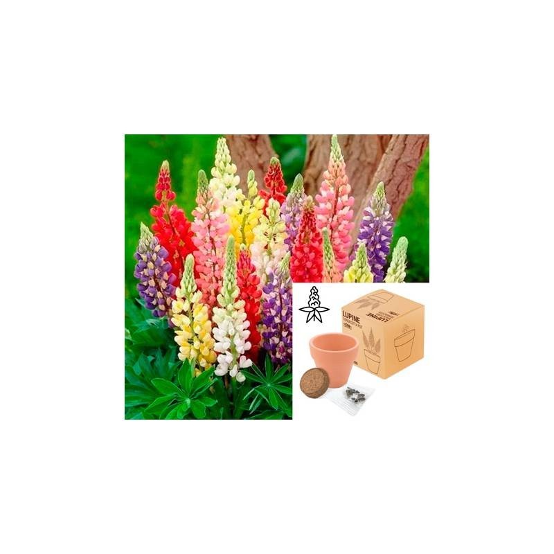 MACETA TERRACOTA CON SEMILLAS DE LUPINE MACETA TERRACOTA CON SEMILLAS DE LUPINE