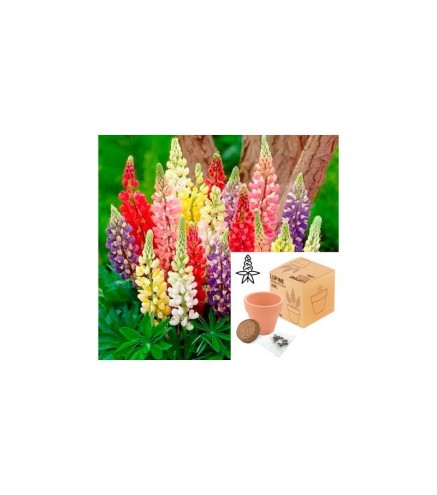 MACETA TERRACOTA CON SEMILLAS DE LUPINE