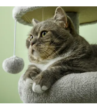 Rascador para Gatos