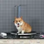Mesa de Peluquería para Mascotas