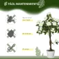 Rosas Artificiales