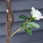 Rosas Artificiales