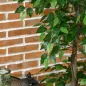 Plantas Artificiales