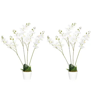 Phalaenopsis Artificiales