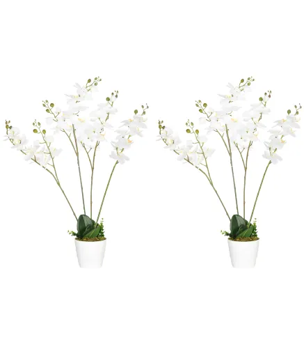 Phalaenopsis Artificiales