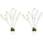 Phalaenopsis Artificiales Phalaenopsis Artificiales