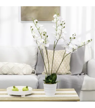Phalaenopsis Artificiales