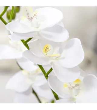 Phalaenopsis Artificiales