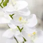 Phalaenopsis Artificiales Phalaenopsis Artificiales
