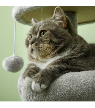 Rascador para Gatos