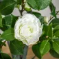 Árbol de Camelia Artificial