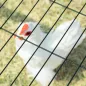 Jaula para Gallinas de Acero