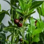 Planta Artificial