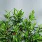 Planta Artificial