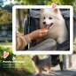 Cochecito para Perros Cochecito para Perros