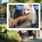 Cochecito para Perros