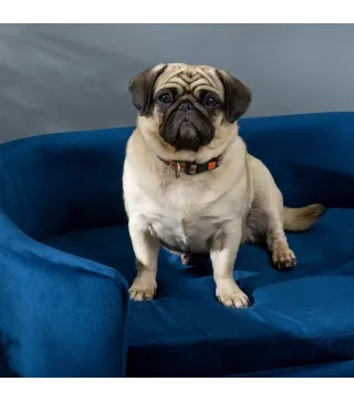 Sofá para Perros