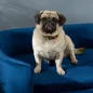 Sofá para Perros Pequeños con Patas de Madera Funda Lavable y Cojín Desmontable 86x55x33 cm Azul