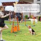 Juego de Agilidad Juego de Agilidad