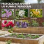 Enrejados de Jardín Enrejados de Jardín
