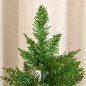 Árbol de Navidad Pequeño Árbol de Navidad Pequeño