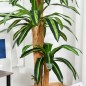 Planta Dracaena Artificial Planta Dracaena Artificial