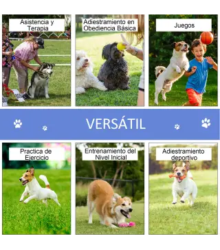 Set de Entrenamiento de Agilidad para Perros