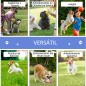 Set de Entrenamiento de Agilidad para Perros Set de Entrenamiento de Agilidad para Perros