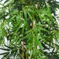 Planta de Bambú Artificial Planta de Bambú Artificial