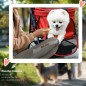Cochecito para Mascotas
