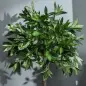2 Plantas Artificiales de 90 cm de Altura Árboles de Laurel Decorativos con Maceta para Hogar Salón Uso en Interiores Verde