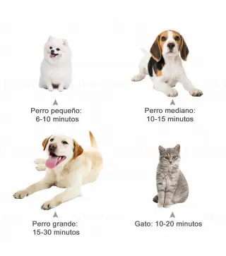 Secador Pelo Potencia para Mascotas