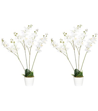 Phalaenopsis Artificiales