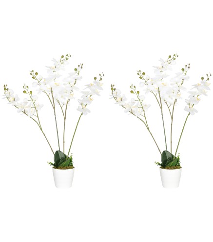 Phalaenopsis Artificiales