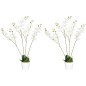 Phalaenopsis Artificiales Phalaenopsis Artificiales