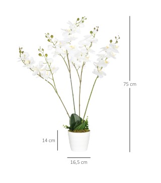 Phalaenopsis Artificiales