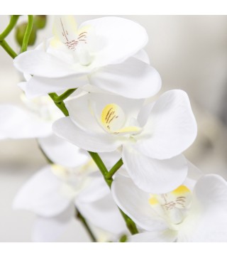 Phalaenopsis Artificiales