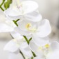 Phalaenopsis Artificiales Phalaenopsis Artificiales