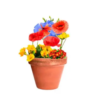 CÁPSULA CON SEMILLAS ECOLÓGICO