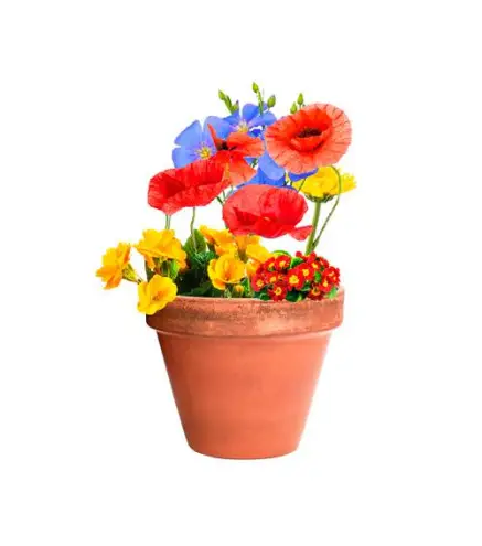 CÁPSULA CON SEMILLAS ECO "GRACIAS POR VENIR"