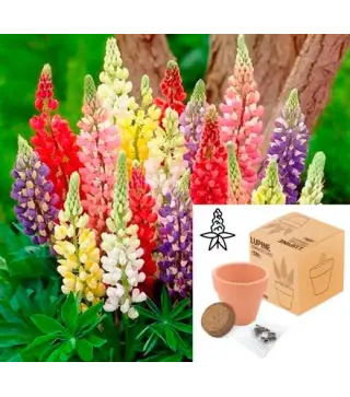 MACETA TERRACOTA CON SEMILLAS DE LUPINE