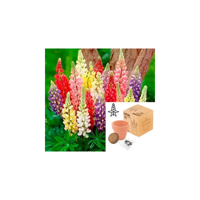 MACETA TERRACOTA CON SEMILLAS DE LUPINE