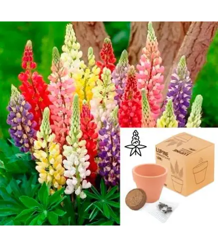 MACETA TERRACOTA CON SEMILLAS DE LUPINE