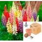 MACETA TERRACOTA CON SEMILLAS DE LUPINE