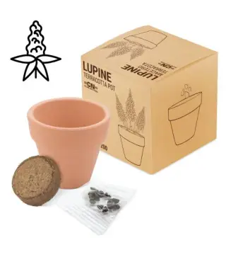 MACETA TERRACOTA CON SEMILLAS DE LUPINE