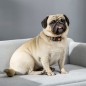 Sofá para Perros Sofá para Perros