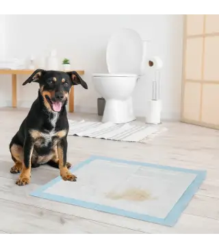 Empapadores para Perros 80 Unidad 60x60 cm Diseño de 6 Capas con Superficie de Secado Rápido a Prueba de Fugas Azul