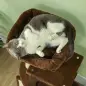 Árbol Rascador para Gatos 104 cm con Plataformas Poste con Cepillo Bolas Colgantes y Almohadilla para Rascar Marrón